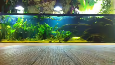 Becken 17461 von der Maxe