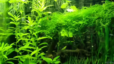 Becken 17493 von schecki