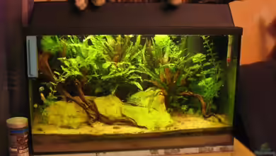 Becken 1751 von Thomas Schießl