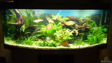 Becken 17539 von Malinois