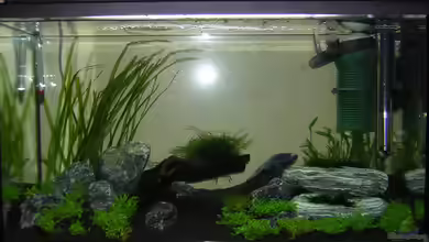 Becken 17587 von Shinjo01x