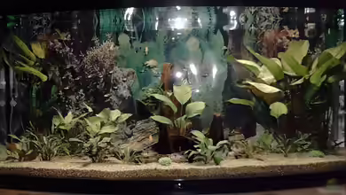 Becken 1771 von Michael Tiemann