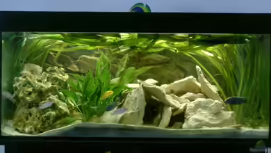 Becken 1773 von Michael Kamlage