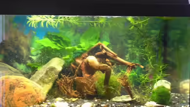 Becken 1777 von Christina Geßner