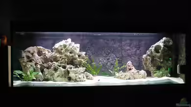 Becken 178 von Uwe Veckenstedt