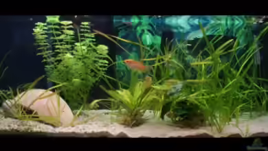 Becken 17861 von nerdalert