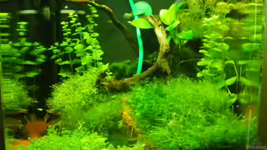 Becken 17868 von AnSi