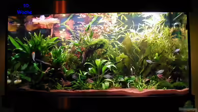 Becken 1789 von Heike Wodzinski