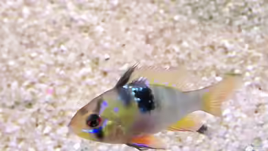 Becken 18021 von Regina Schill