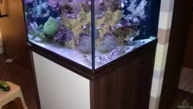 Becken 18039 von dusdus