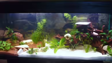 Becken 18050 von Andiman