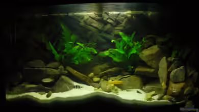 Becken 18106 von Guido Fülle