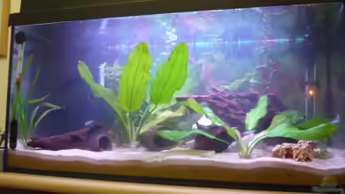 Becken 18183 von Andiman