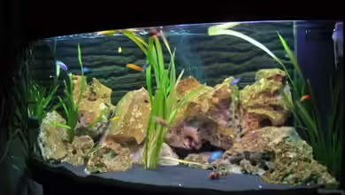 Becken 1825 von Ralf Basche