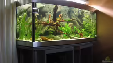 Becken 1827 von Hubert Demonty