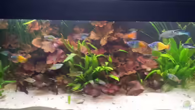 Becken 18321 von Peter Walenciak