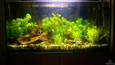 Becken 1833 von Matthias Drong