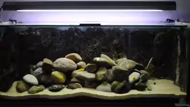 Becken 18370 von Robert Hornung