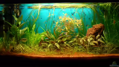 Becken 1841 von Mario Coordes