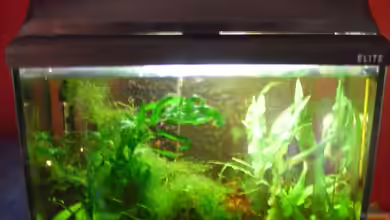 Becken 18453 von serra007