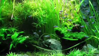 Becken 18621 von Sergio10