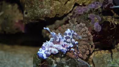 Becken 18696 von Nino Rippert