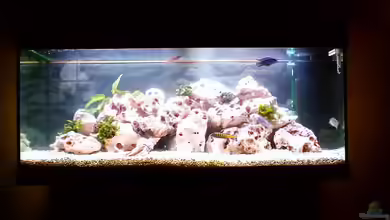 Becken 187 von Sandro Gäbler