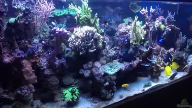 Becken 18763 von Frank Haipeter