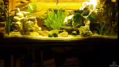 Becken 1877 von Ronny Schapp