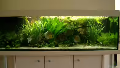 Becken 1879 von Crenii