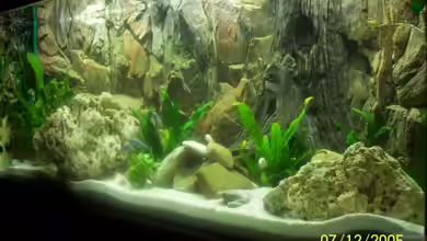 Becken 1881 von jens70