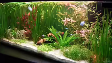 Becken 1891 von Björn Seligmann