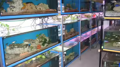 Becken 18954 von Malawizu