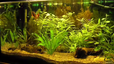 Becken 1899 von Beule