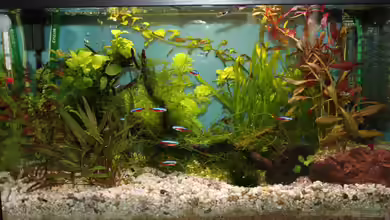 Becken 19010 von Stefan F.