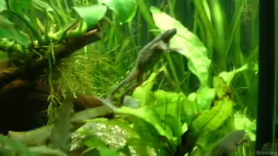 Becken 19017 von Herzilein