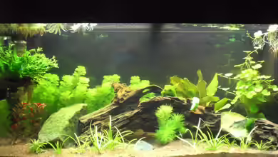 Becken 19076 von Fitti