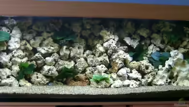 Becken 19078 von renehilly