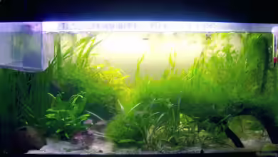 Becken 1908 von Chantal Kasteinke