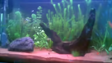 Becken 1917 von Doreen Sommerfeld