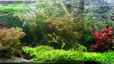 Becken 19223 von haimik