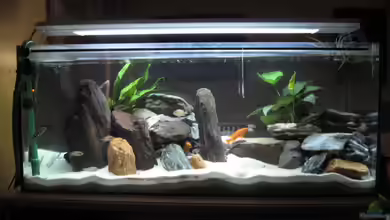 Becken 1931 von Reiter Hannes