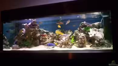 Becken 1932 von Markus Bohlenschmidt