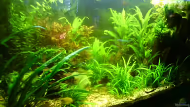 Becken 19373 von Ca$h