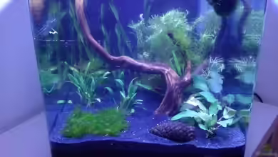 Becken 1939 von MK-Squad