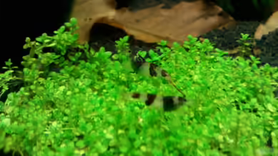 Becken 19545 von Crissy