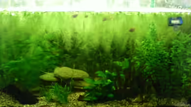 Becken 19601 von Algerich