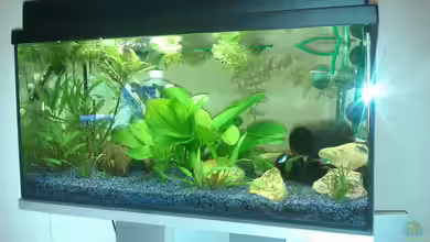 Becken 19607 von Sven 85