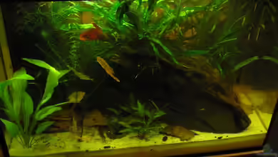 Becken 19623 von Morten