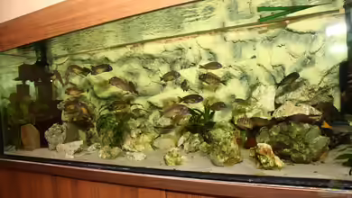 Becken 19690 von Radek